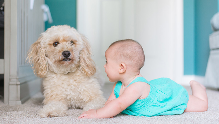 chien prevention morsure